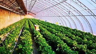 猫咪题材休闲游戏《The Cat Games》即将推出‘beat365亚洲体育官方网站’(图1) beat·365