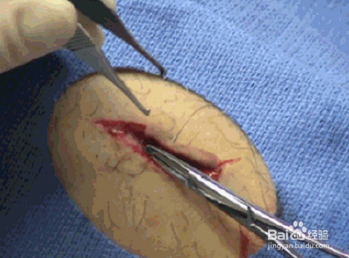 beat365官网|重伤单车客致死 西雅图郊山美洲狮遭击毙(图1) beat365亚洲体育官方网站