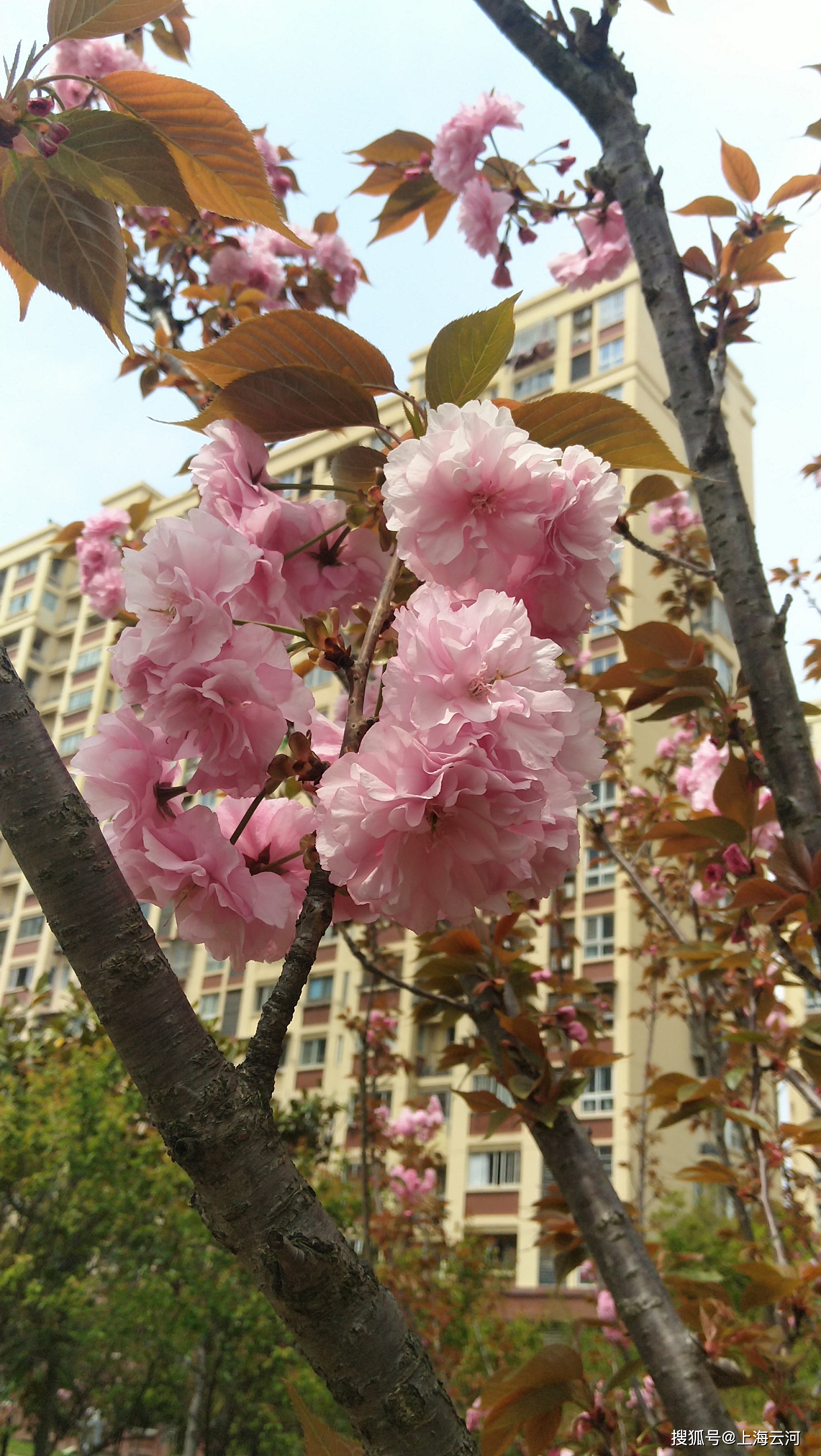 
情况优美的居住小区（8）_beat365亚洲体育官方网站(图6)