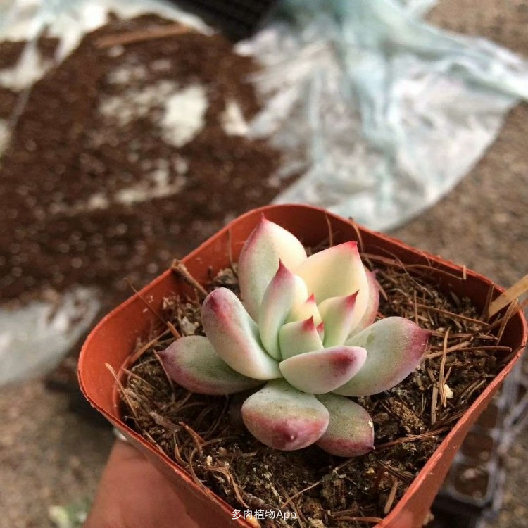 王梅:深化对邮政业新定位的认识适应消费多样化趋势-beat·365(图1) beat·365