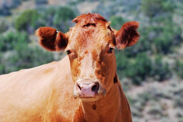 全球第一大废塑料市场,正在向全球第一大再生塑料市场转变_beat365官网(图3) beat365官网